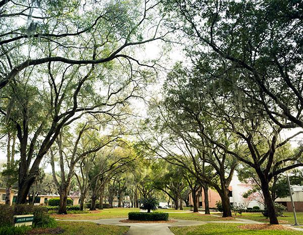 校园中央绿树成荫的林荫道.